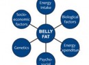 belly-fat-cause1 causes of belly fat