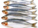 fish-calories calories in fish