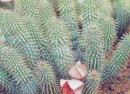 hoodia-bbc