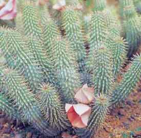hoodia-bbc