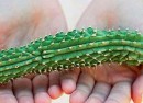 hoodia hoodia weight loss