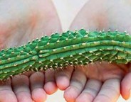 hoodia weight loss