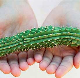 hoodia weight loss