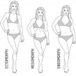 body type calculator